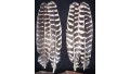 Natural Turkey Wing Secondary Feathers (18 ct) (SOLD OUT)