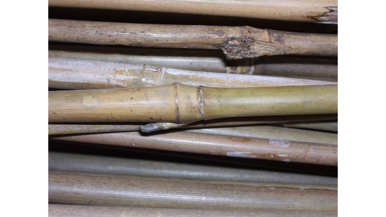 tonkin cane arrow shafts
