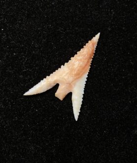 Gunther Barbed Arrowhead 6 (NEW!)